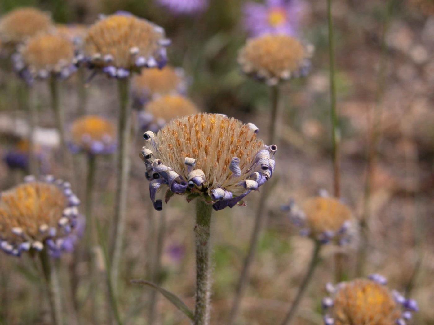 Aster, Alpine ssp Cevenol fruit